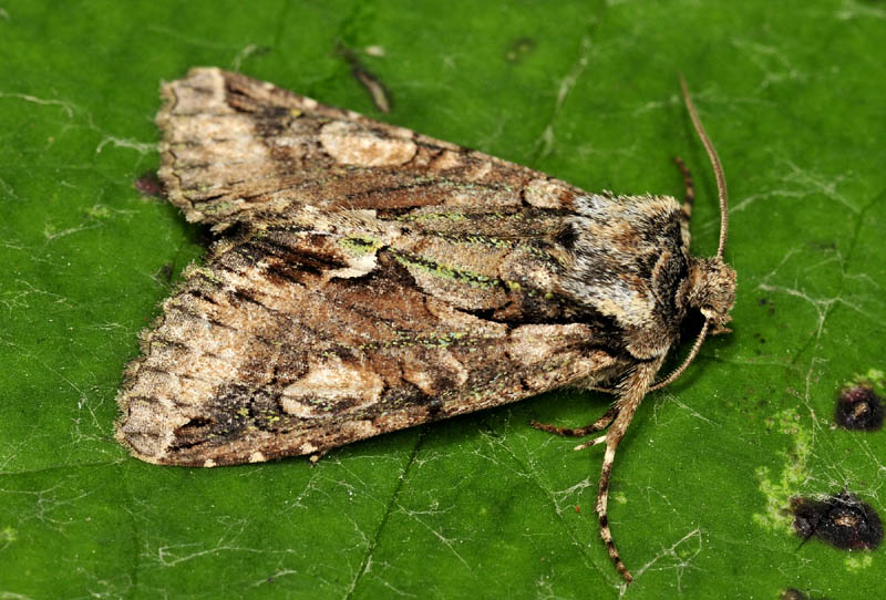 Quiz N8 - Allophyes oxyacanthae, Noctuidae